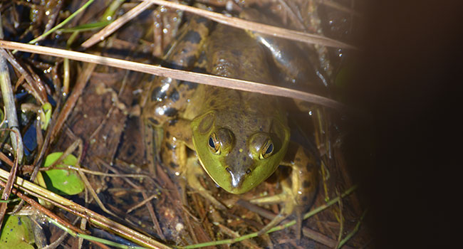 do frogs hibernate in captivity
