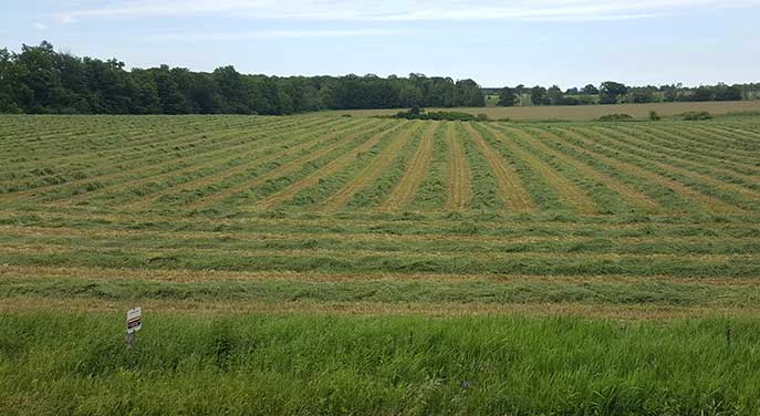 When is the right time to mow hay fields to protect birds?