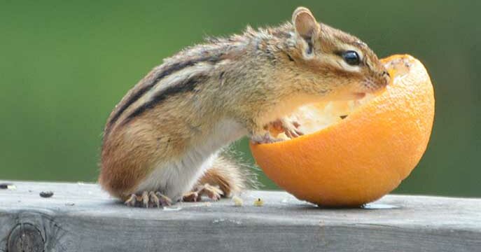 Eastern-Chipmunk Some fun facts about chipmunks