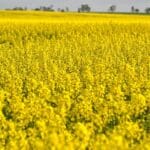 Canada holds the upper hand in any canola deal with China